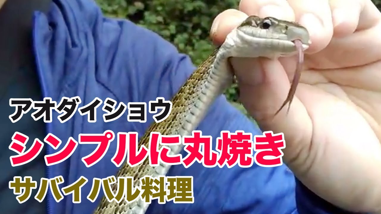 【サバイバル料理】ヘビを野外でワイルドに捌いて丸焼きで食べる
