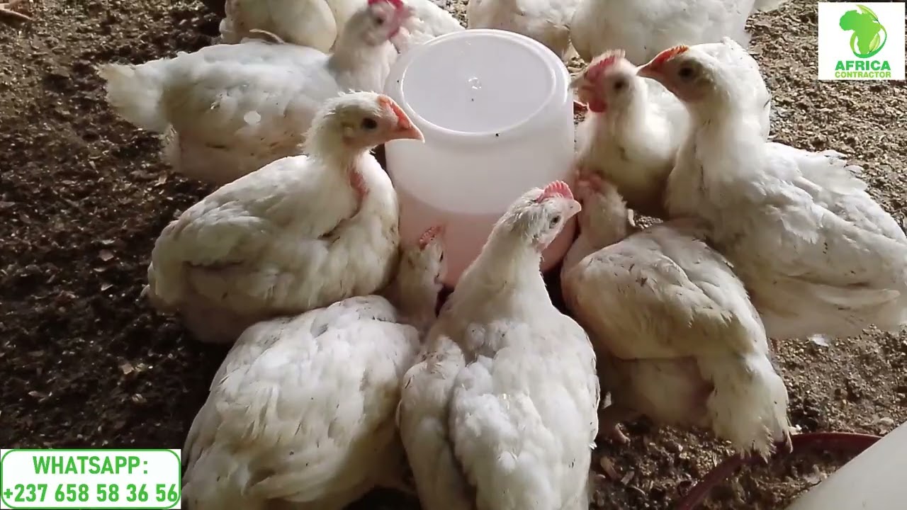 Voici le secret ultime pour réussir en aviculture : cas des poulets de chair