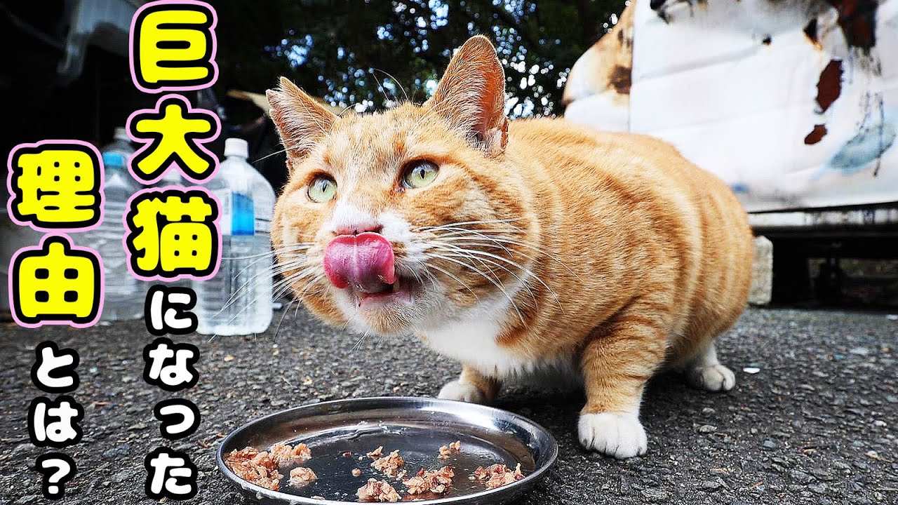 巨大猫になった理由とは？ さくらねこたちへの給餌 地域猫ボランティアさん急逝後に火事エリア
