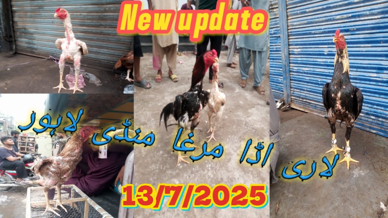 Lahore assel murga mandi || new update 2025 in Lahore || Lari adda murga mandi Sunday update.