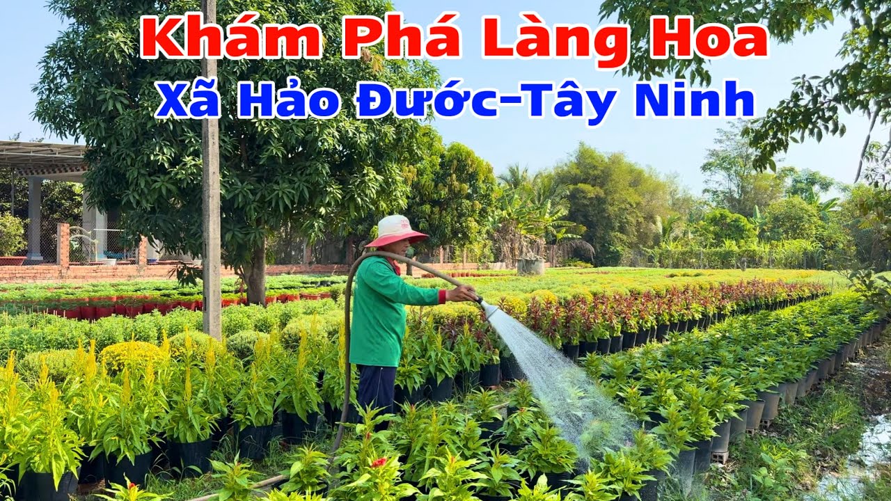 Khám phá làng hoa xã an cơ châu thành tây ninh 