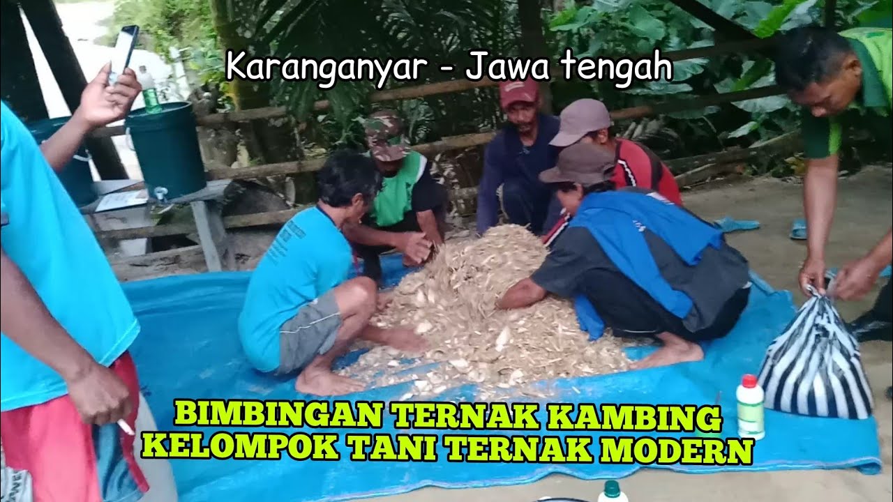 Bimbingan ternak kambing kelompok tani ternak modern, T3HCS