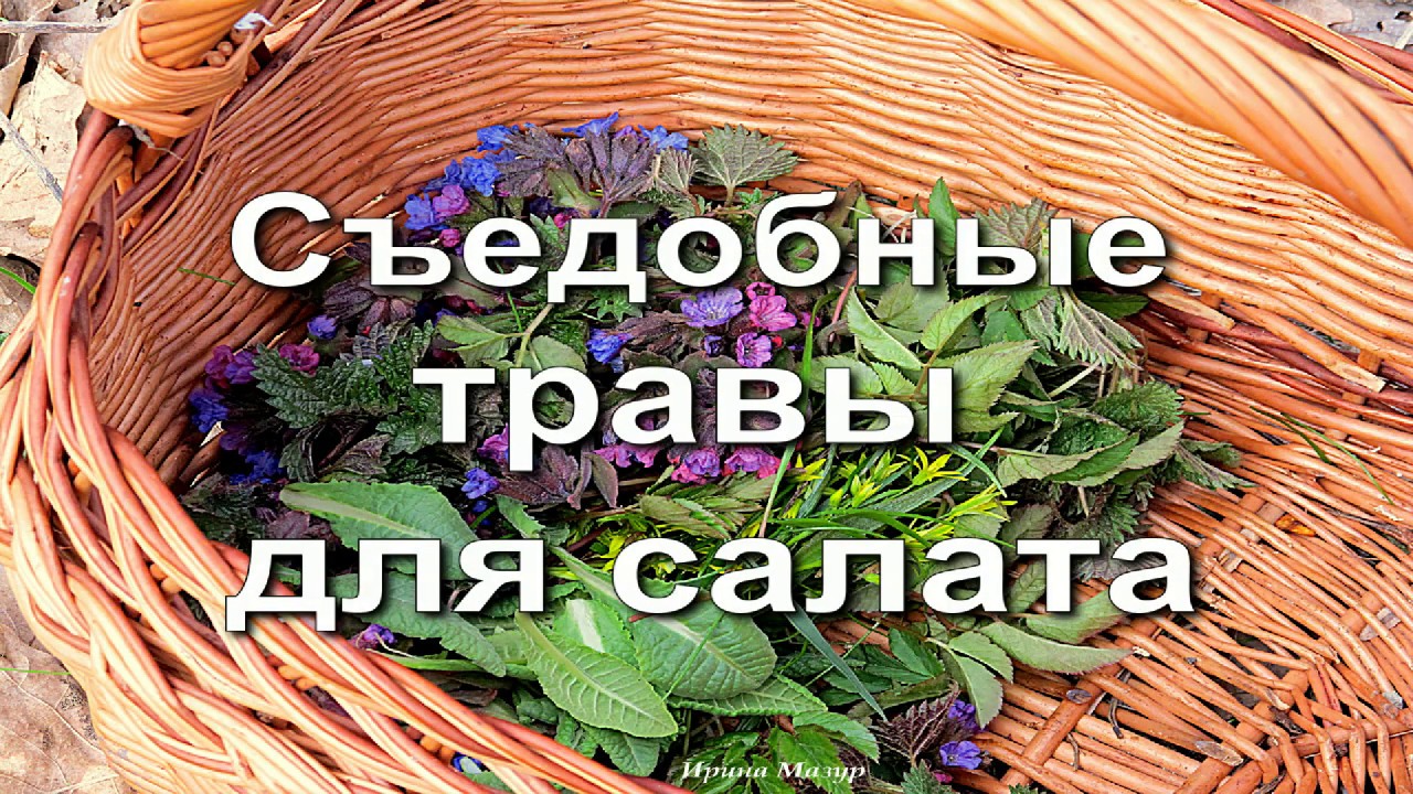 Съедобные травы для салата.