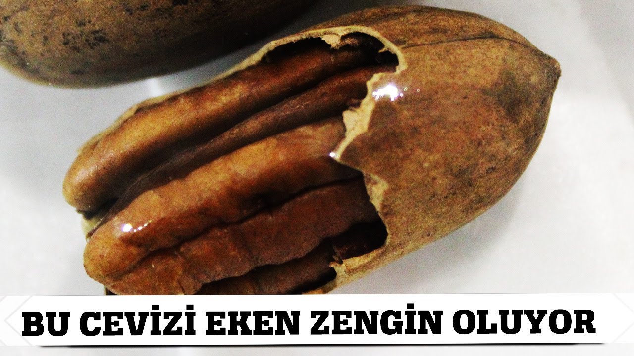 Bu Cevizi Eken Zengin Oluyor