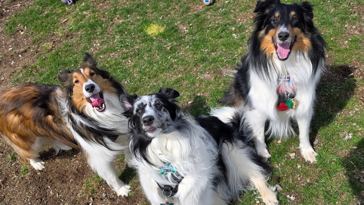 Puppies Play Out With Zelle & Were So Happy! 🌺🏵💯🌞💐🌺