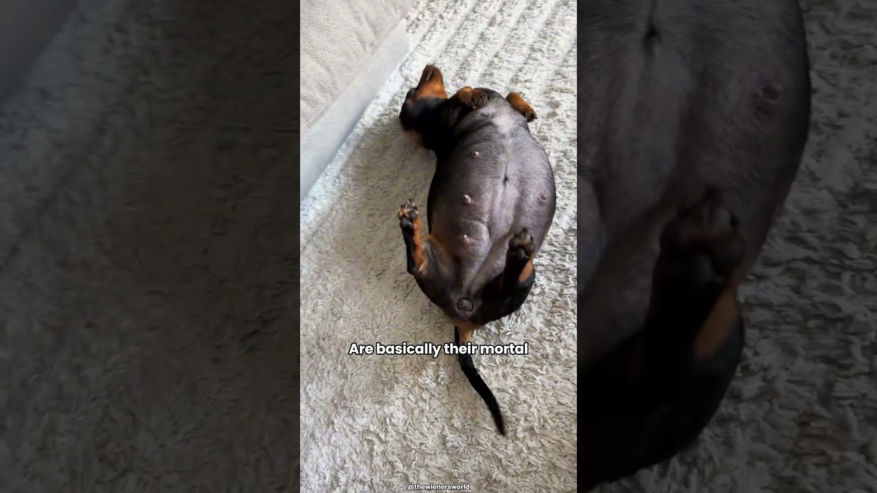 Watch This Before You Buy a Dachshund! #pets #facts #dogfacts #shorts