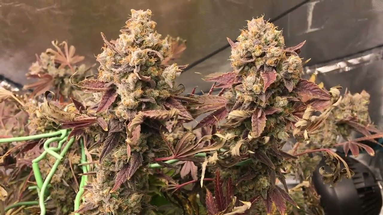Mac1 by Expert Seeds and Facemask by G13 Labs Harvest day