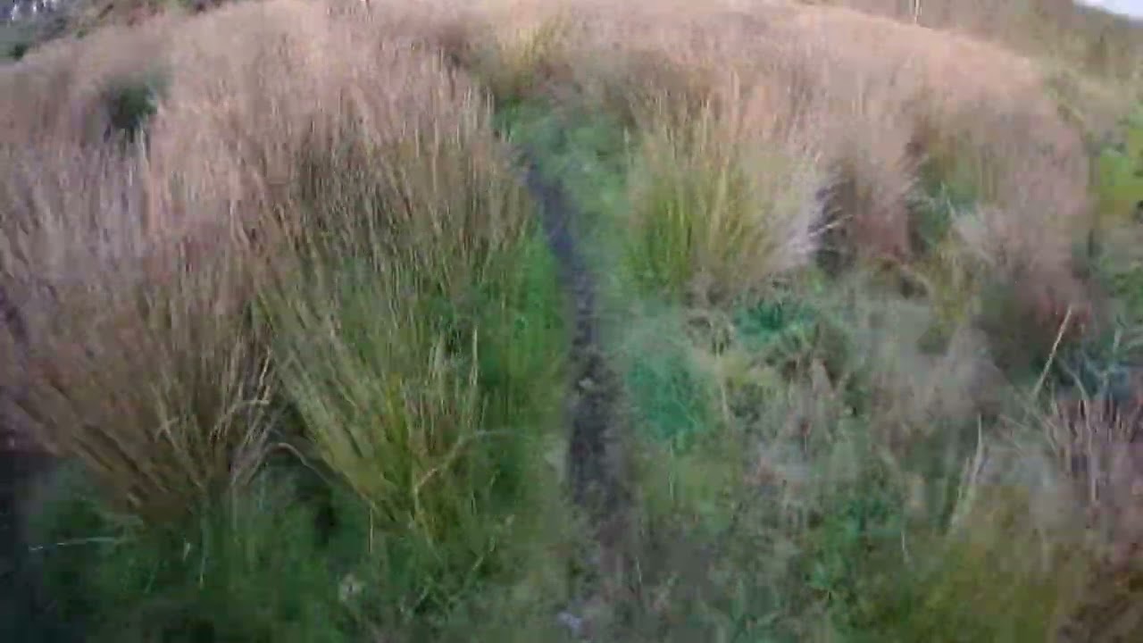 Eagles rock davagh forest mtb orange 