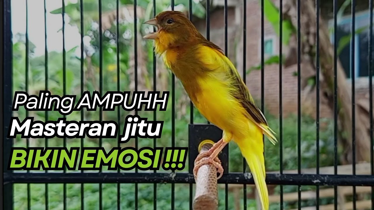 KENARI GACOR Cuit CUIT BIRAHI UNTUK PANCINGAN & MASTERAN Kenari PAUD AGAR BUNYI