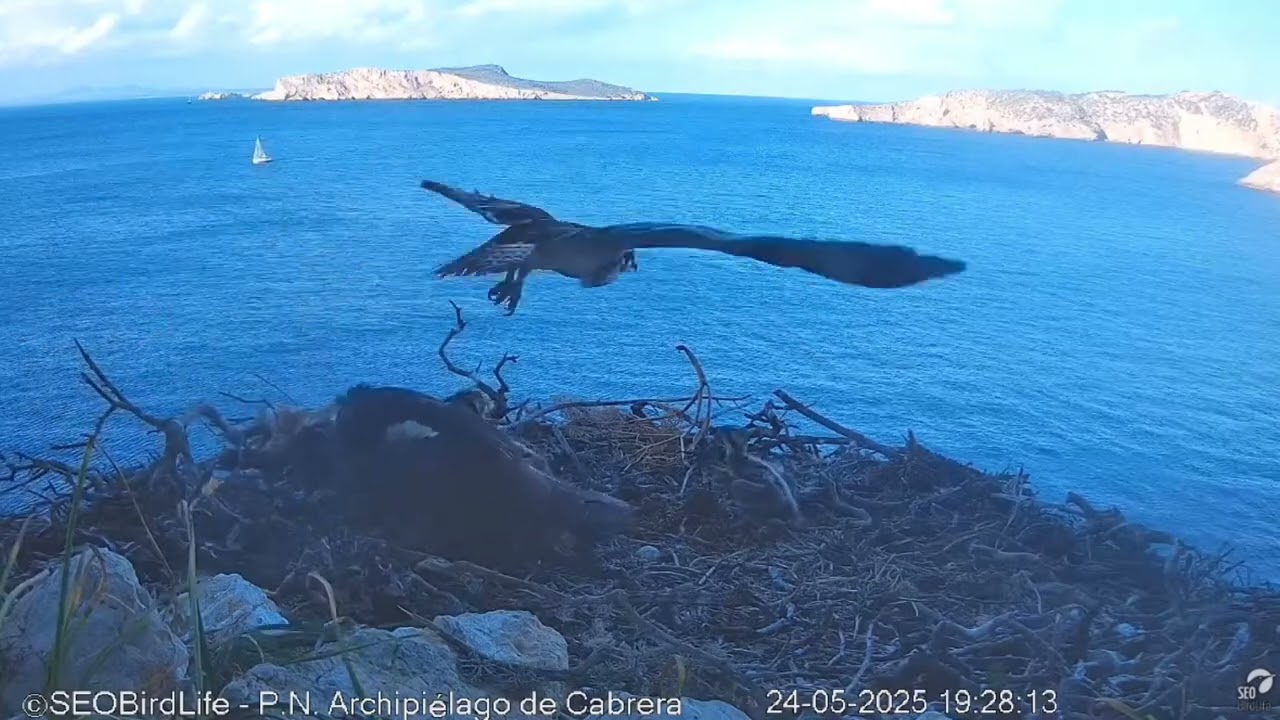 Águila pescadora: Tragedia y esperanza en la anidación de Brunet ✌