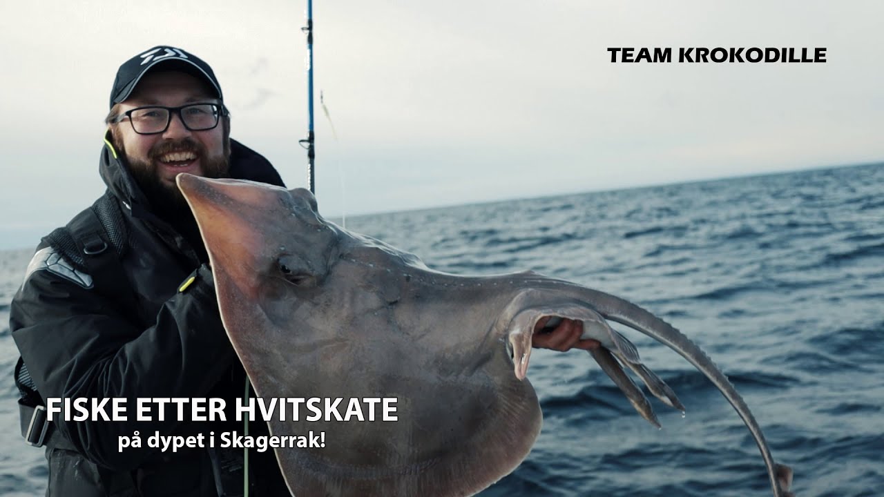 Deep Drop Fishing - Skagerrak Sailray !