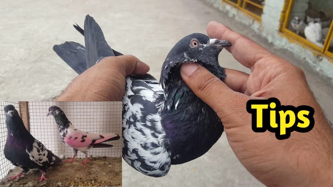 Zakh Chena Pair Lgaya / Jora lagany Ki Tips || Hashim Mahmood Pigeons