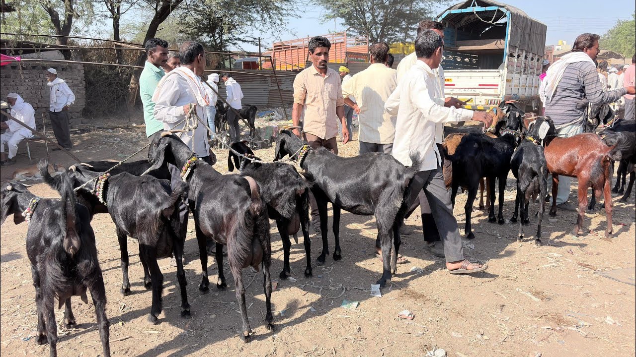 आजचा परभणी शेळी बाजार दि 5 मार्च 2026 तालुका परभणी जिल्हा परभणी