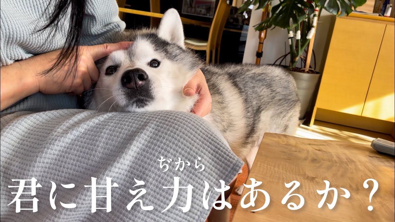 朝から甘え力（あまえぢから）が爆発してるシベリアンハスキー、あんよにすっぽりとはまる。