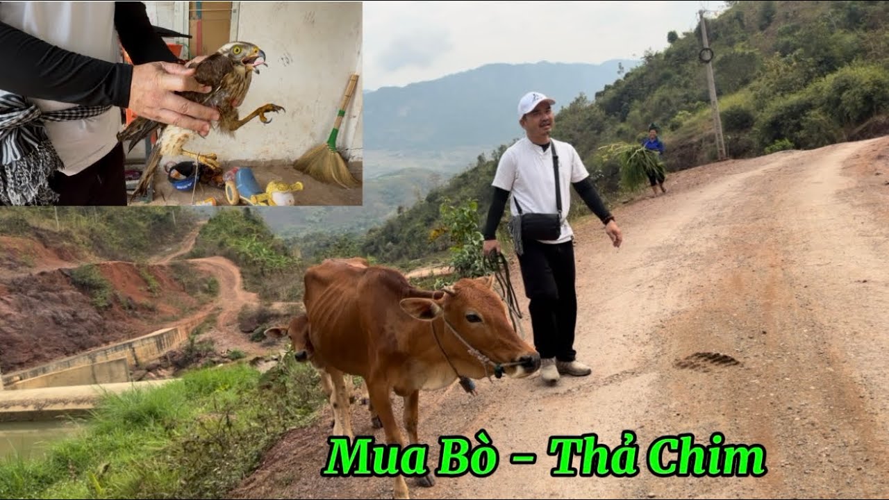 Mua Bò - Thả chim