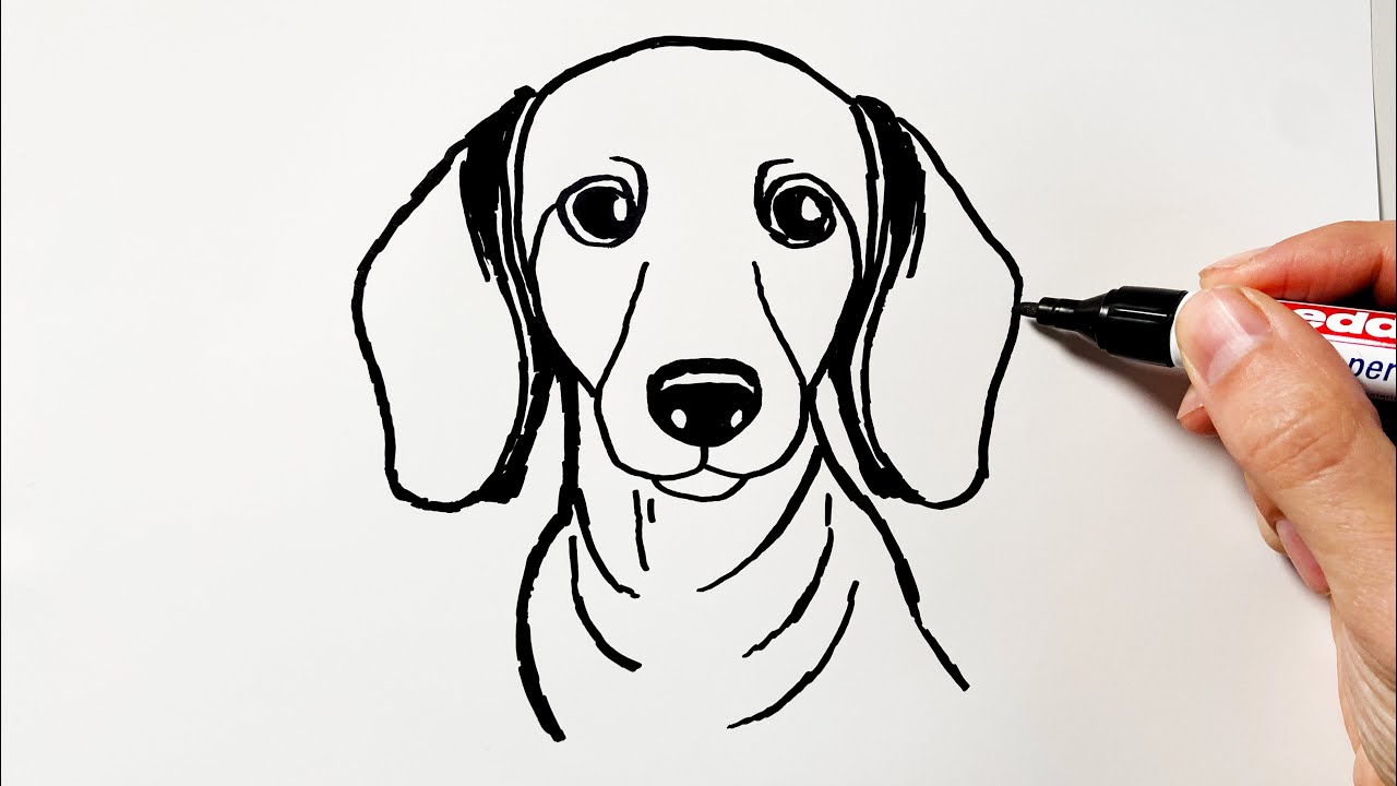 How to Draw a Dachshund Dog