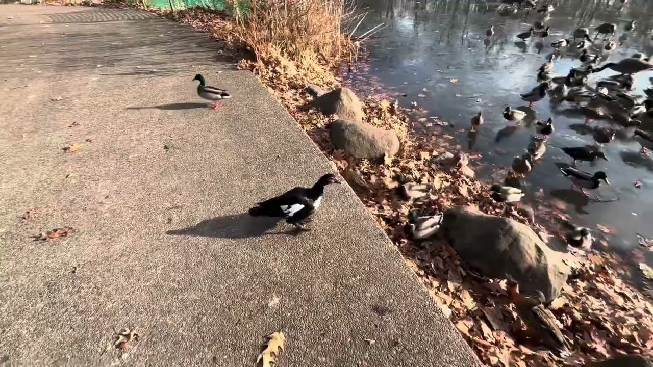 Increíble Crotona Park