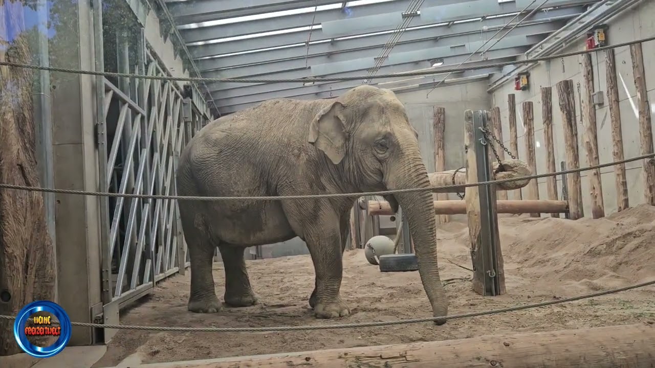 Zoologischer Stadtgarten in Karlsruhe 2024 (Rundgang)