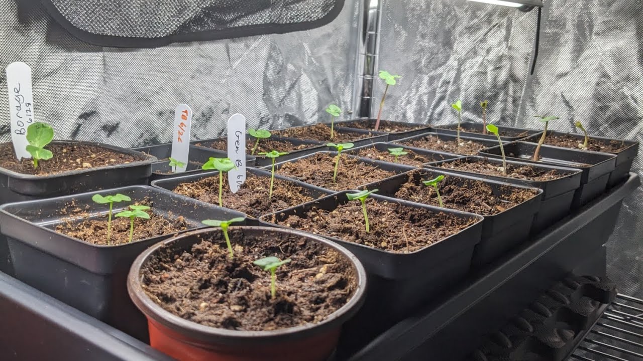 Indoor Grow Series: #1 Starting out + Current setup