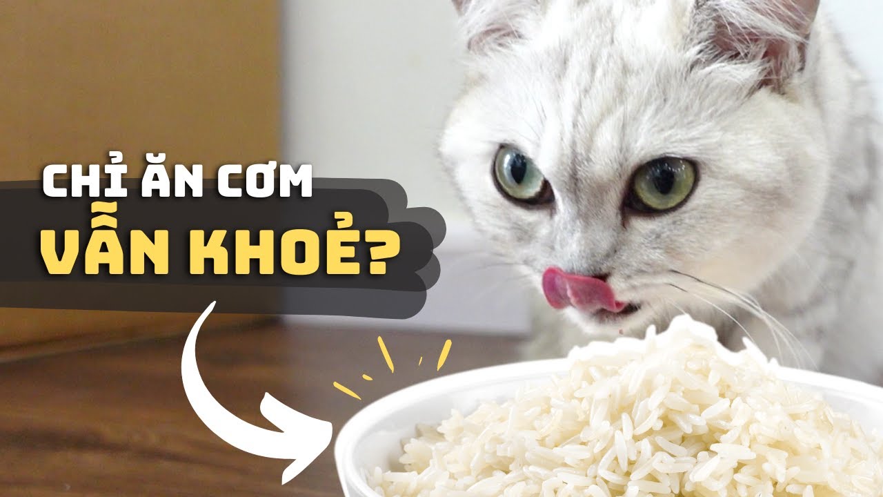Ngày Xưa Mèo Ăn Cơm Vẫn Khỏe? 👵🏻🐈