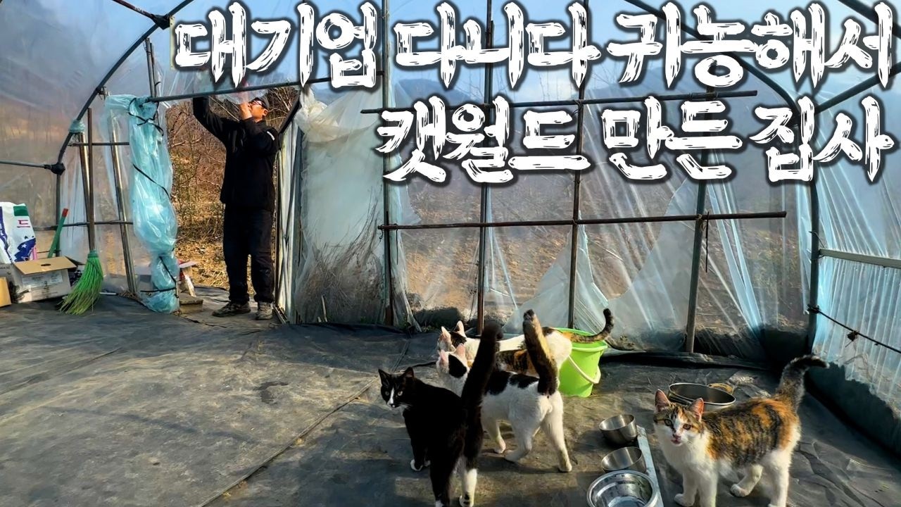 보이스피싱 당해서 막노동 하면서도 길냥이 5마리 키우는 집사