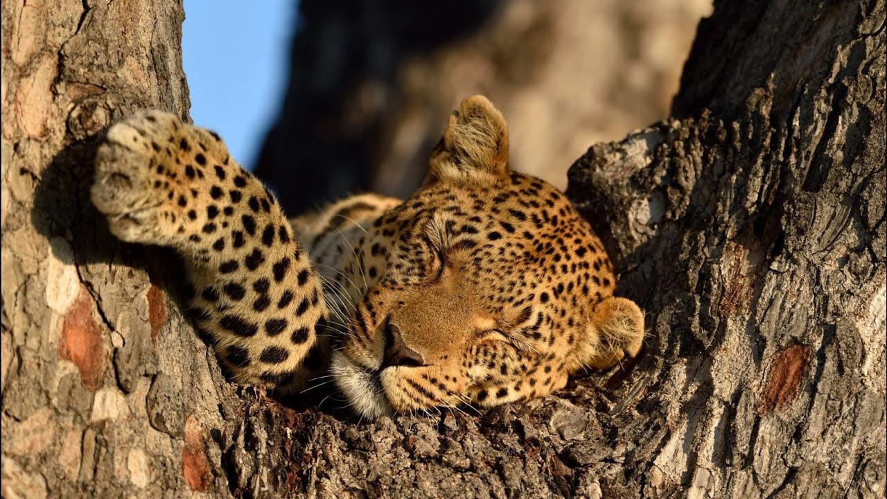 Okavango Delta - Pom Pom Camp