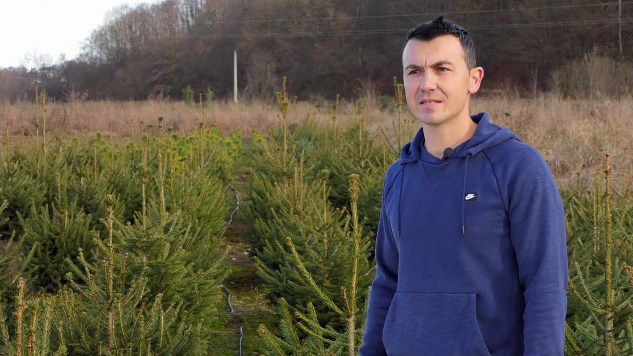 Domaćine kako radiš 14.12.2020. Gajenje četinara, Smederevo, Naupare
