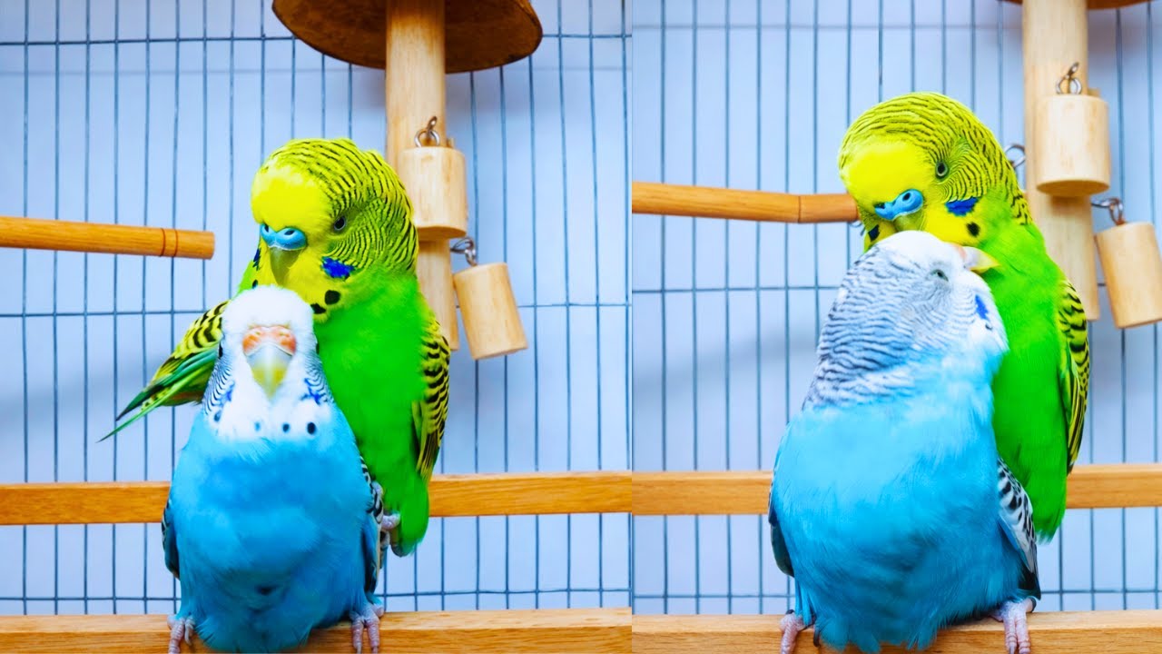 Cute And Happy Budgie Couple Moments 🦜 | Parrot Love | Relaxing Bird Video