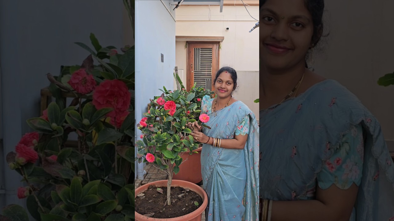 Camellia flowers in my garden #camellia #flowers #mygarden #gardening #shortvideo #ytshorts