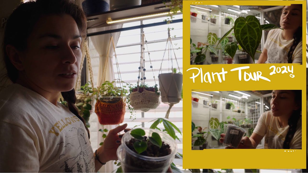 End of the year plant tour 2024 #houseplants #plants #plantcare