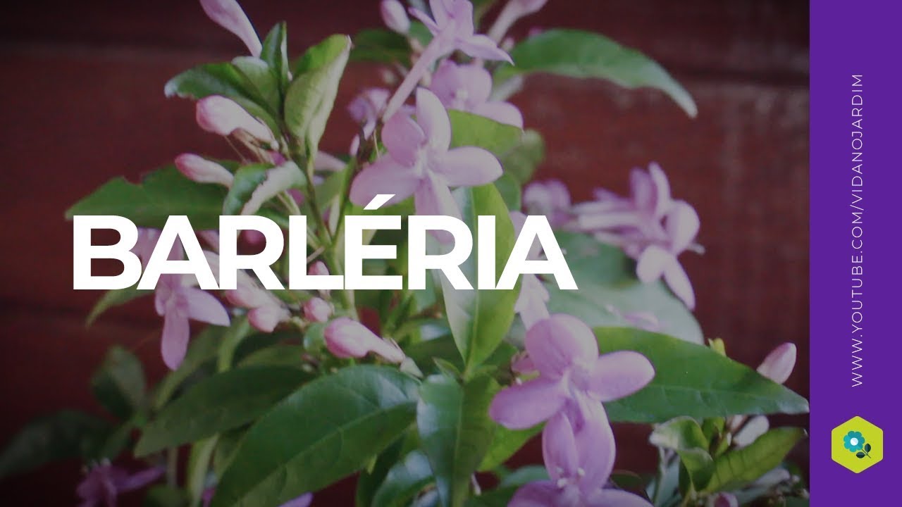 Barléria, uma planta de fácil cultivo e adaptação