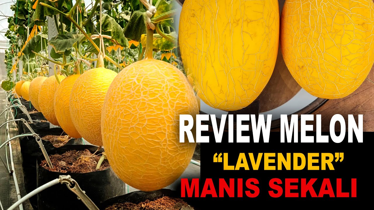 REVIEW MELON LAVENDER