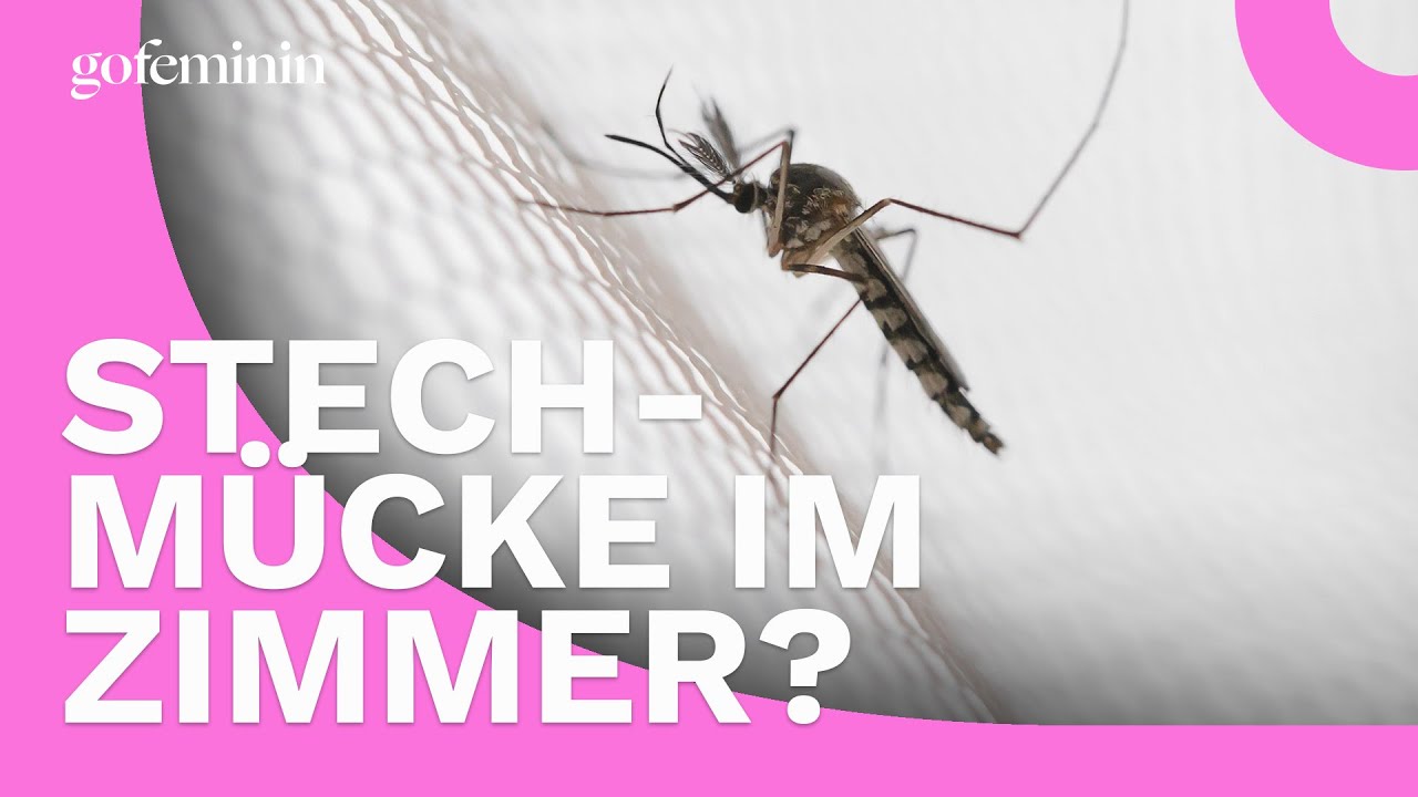 Stechmücke im Zimmer? So findet ihr den Plagegeist