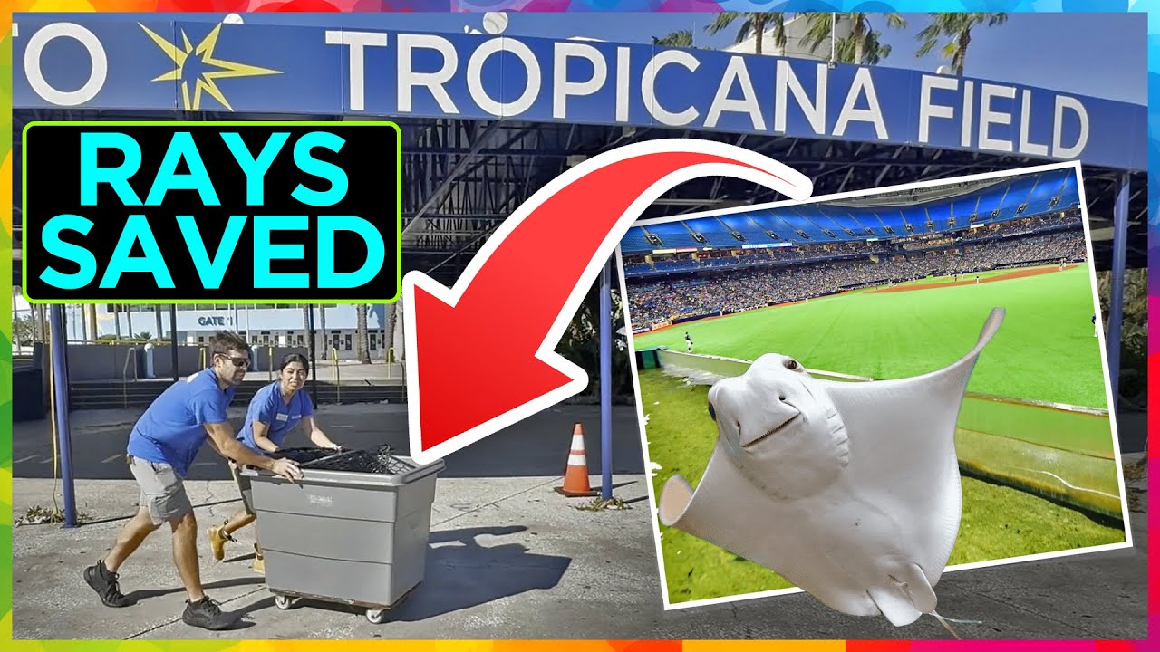 (Actual) Rays SAVED from Tropicana Field hurricane damage