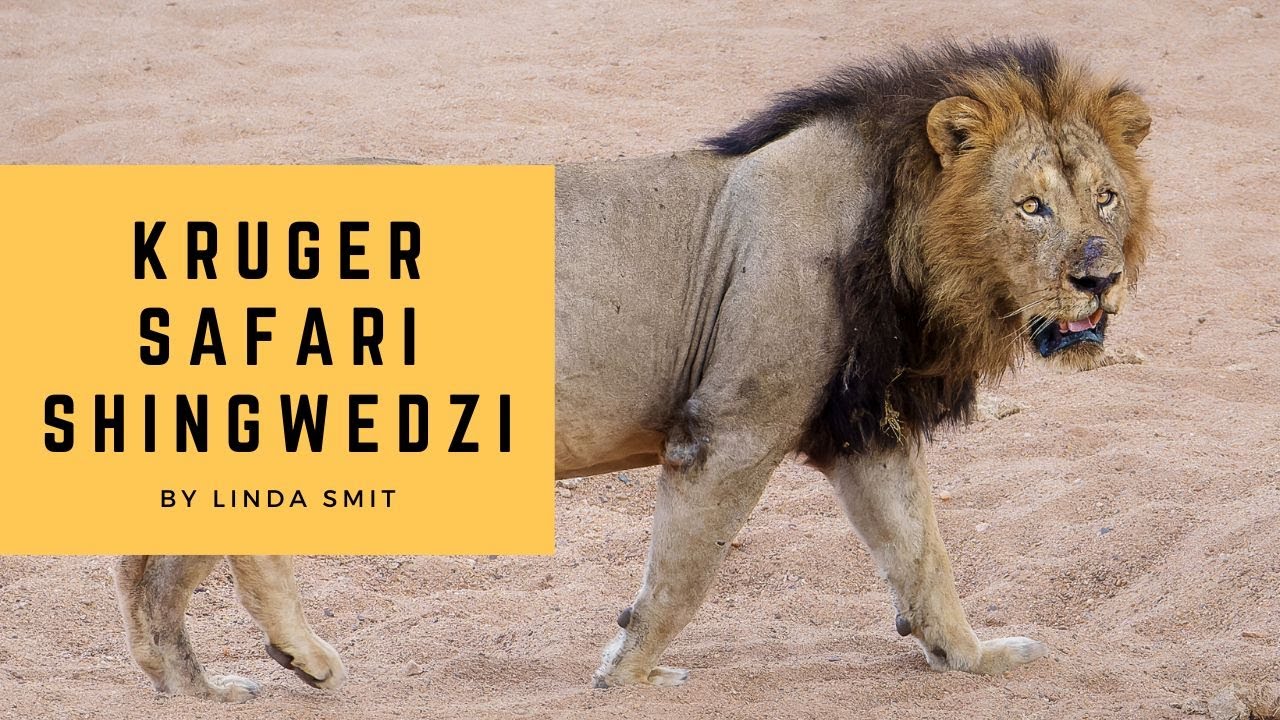 Photographing wildlife Shingwedzi Mphongolo loop, searching for lions, newborn baboon | Kruger Ep.15