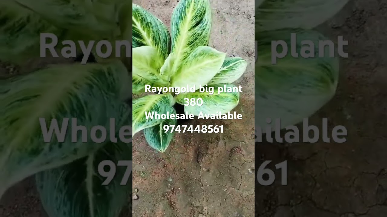 Online plants #aglonima#calathiya #allplants Available