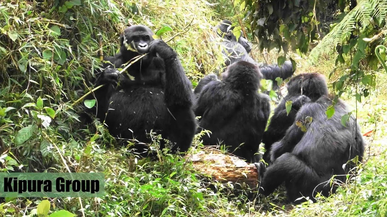 Orphaned Grauer's Gorilla REWILDED!