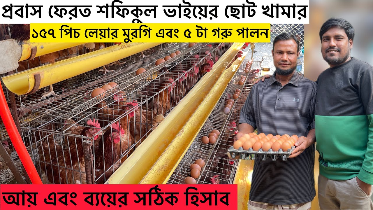 বাসায় ছোট লেয়ার মুরগির খামার আয় এবং ব‍্যয়ের হিসাব | layer poultry farm profit calculation | Aminagro