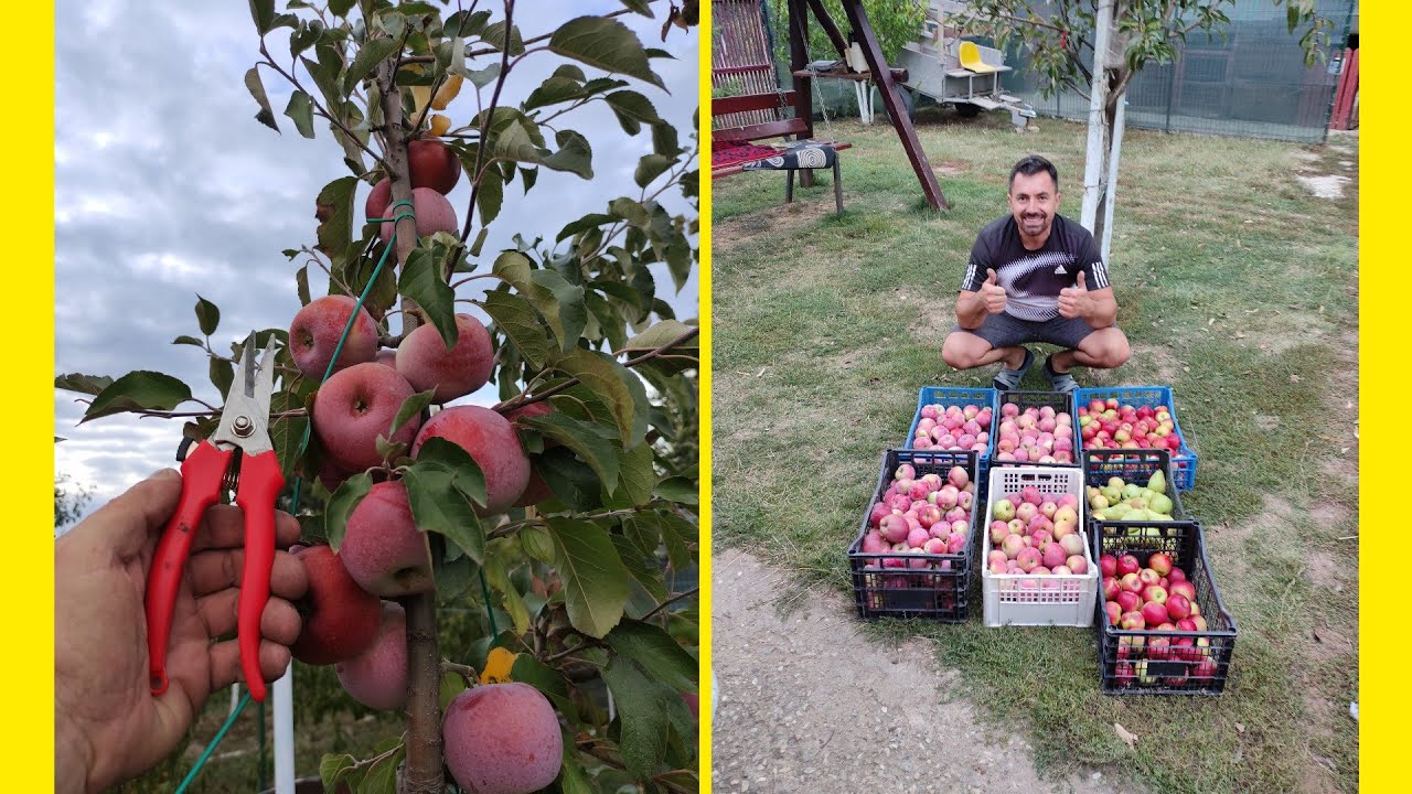 Recoltăm merele Florina🤗🍎