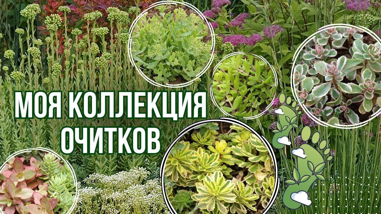 Моя коллекция сортовых очитков. Яркие неприхотливые седумы для сада. Обзор сортов. Опыт выращивания.