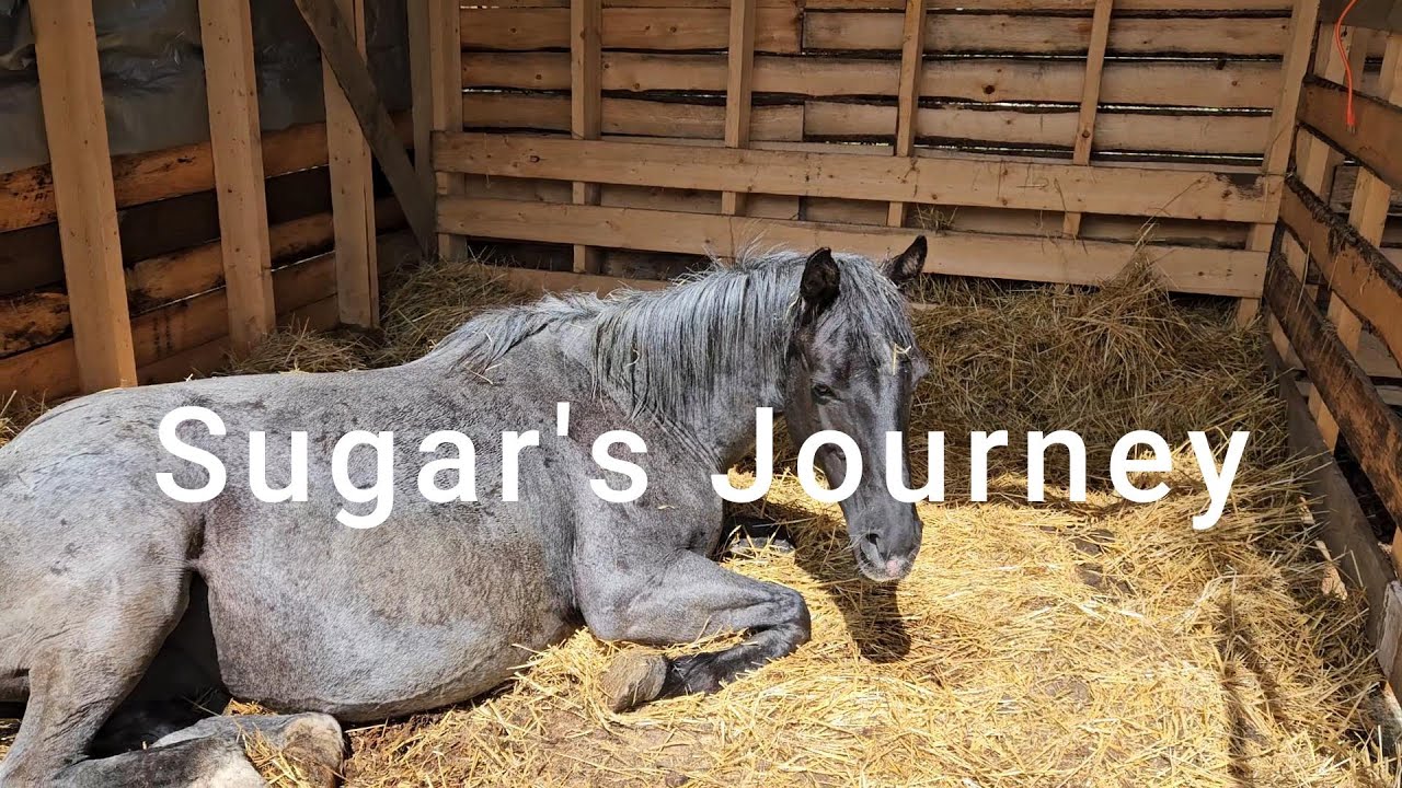 Onto Greener Pastures | Realistic Small Farm Life | Horses | Severe Laminitis