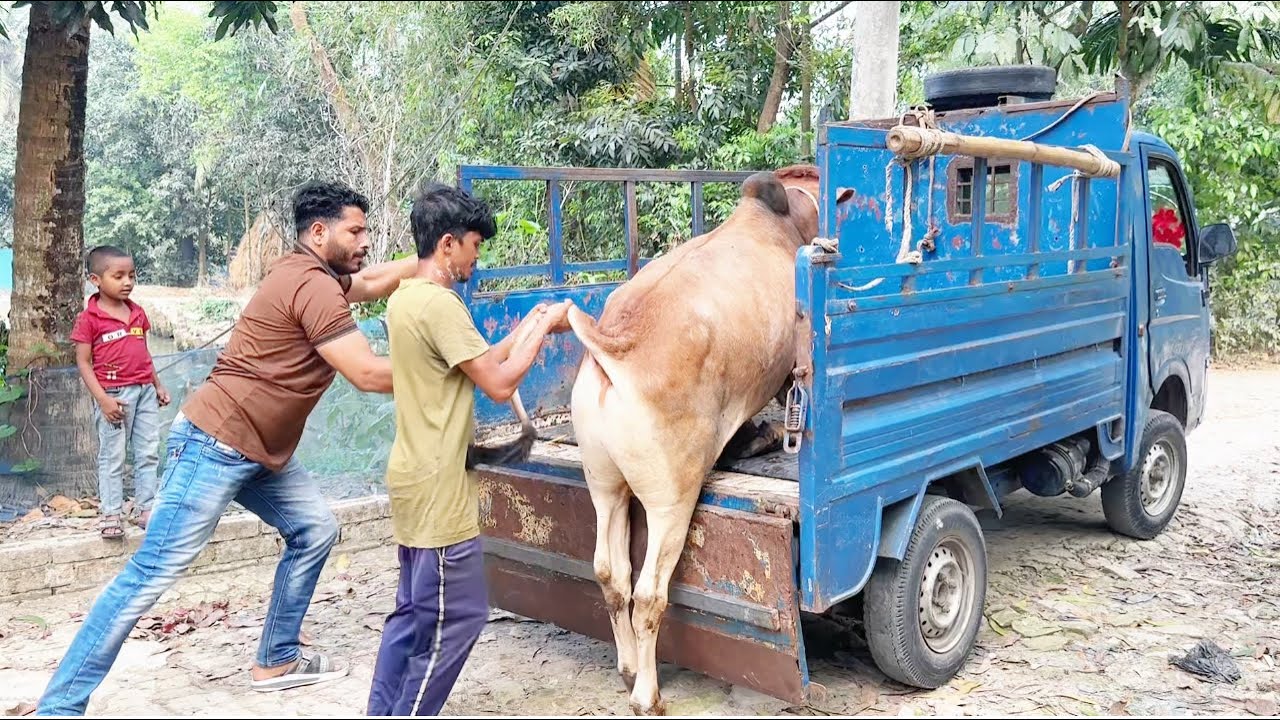 গরুটা বিক্রি করে দিলাম।🐂
