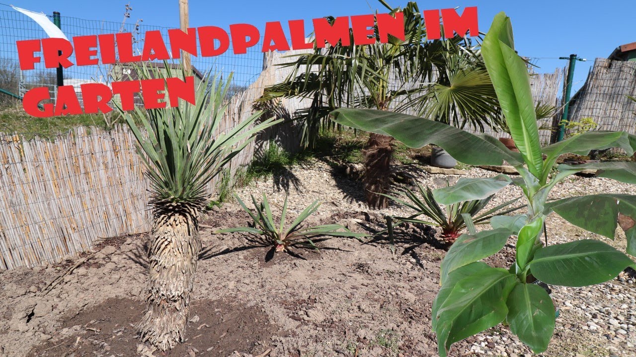 Palmen in Deutschland - Yucca Rostrata, Yucca Filamentosa, Musa Basjoo
