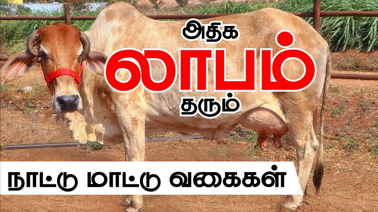 NATTU MAADU VALARPU  | அதிகம் பால் தரும் உள்நாட்டு மாட்டு இனங்கள் | maadu valarpu in tamil