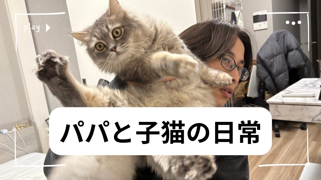 パパと子猫の日常