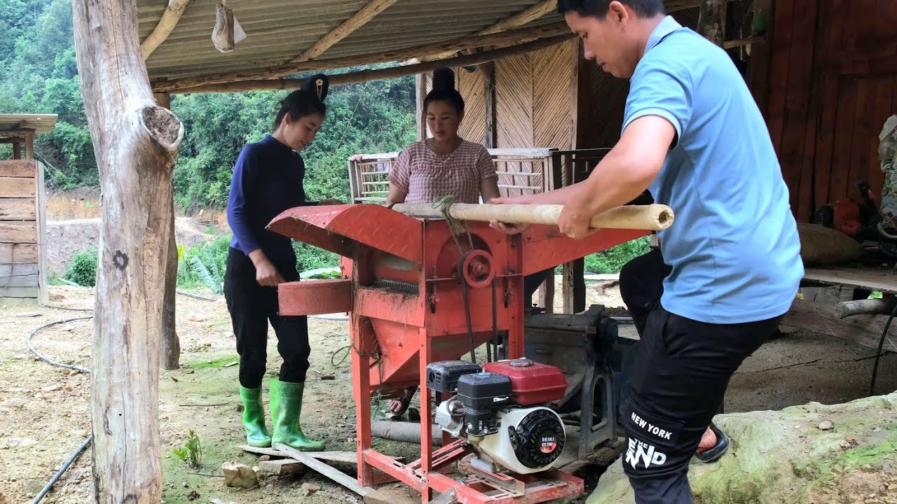 New Rice Harvest Process With Family, Lunch In The Field | Forest Farm