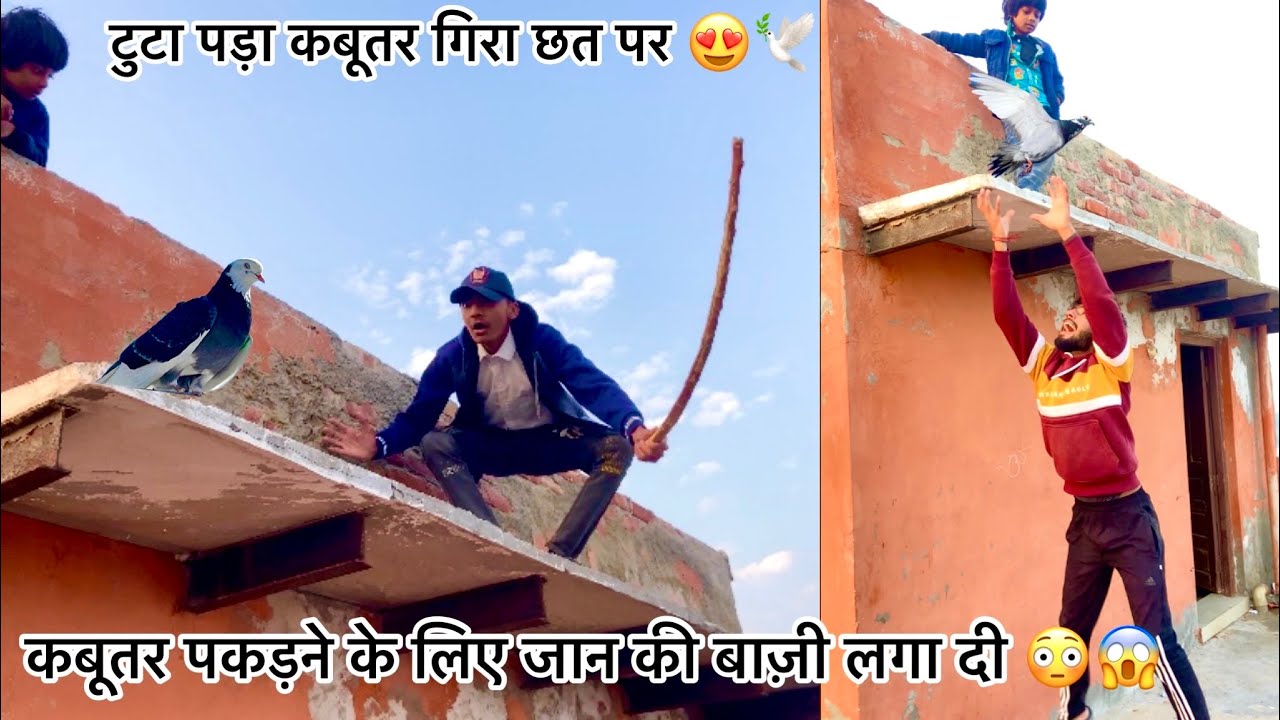 सामने वाली छत से पकडा बुढा कबूतर 🐦 !! Try to catch 20 years old pigeon 🕊