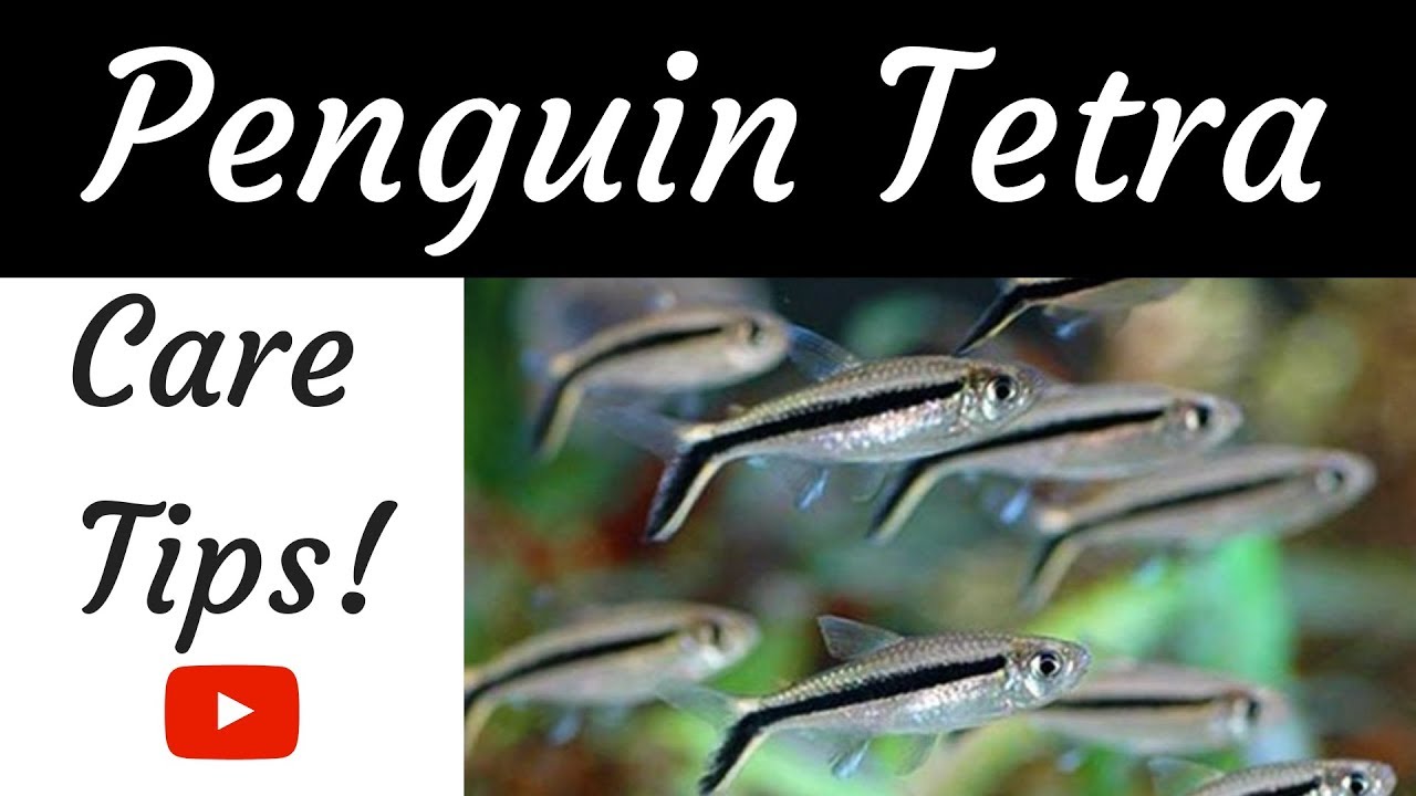 Penguin Tetra Care Tips