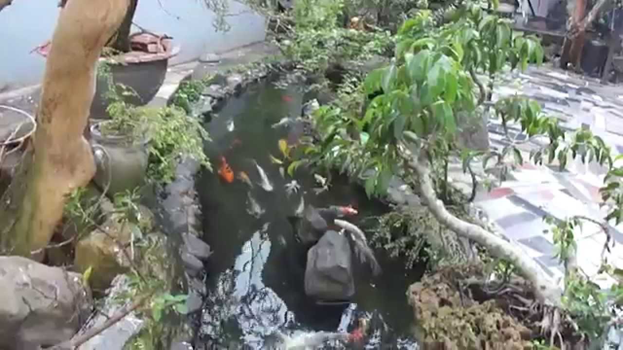 sinh vật cảnh  nhà tôi