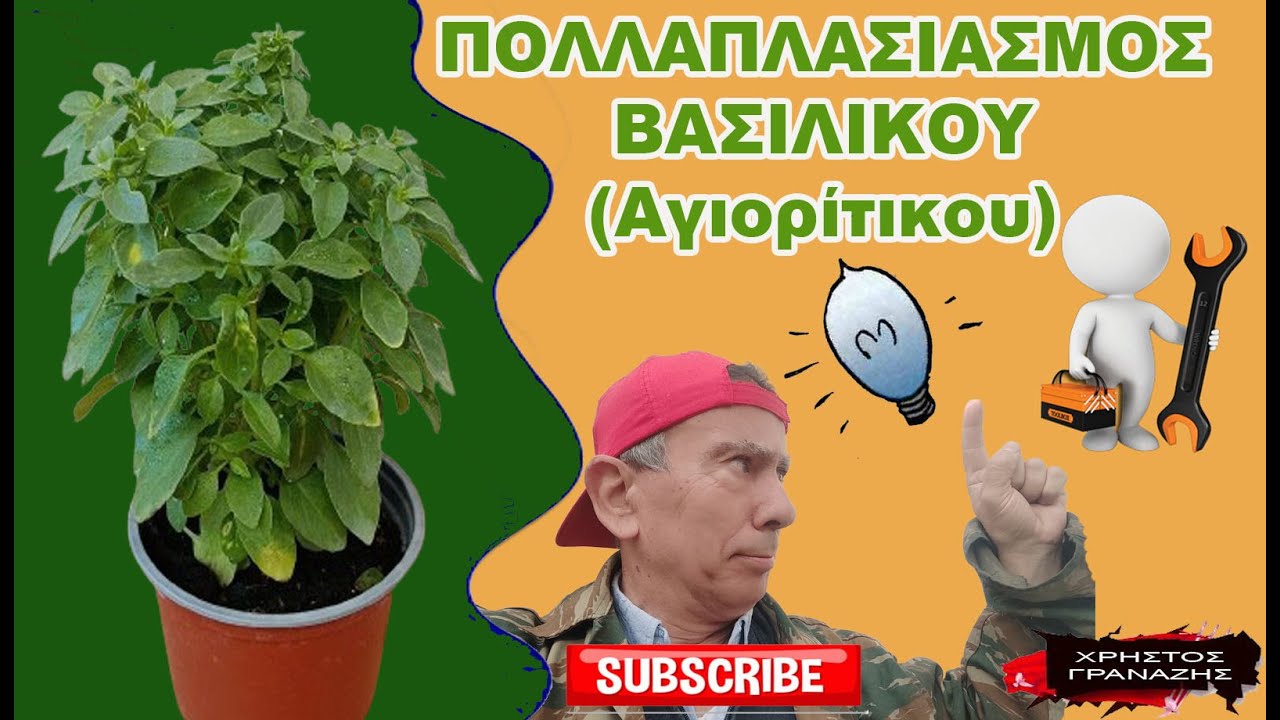 Πολλαπλασιαμός Αγιορίτικου ΒΑΣΙΛΙΚΟΥ (Plant Mont Athos Greek Basil)